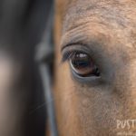 Unser Therapiepferd für Reittherapie