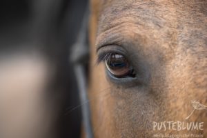 Unser Therapiepferd für Reittherapie