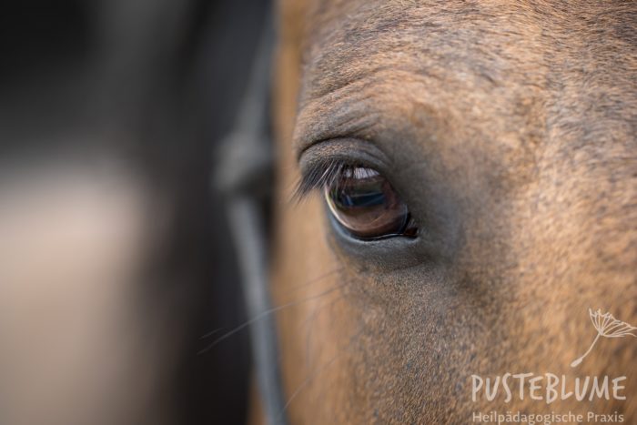 Detailphoto des Pferdes Camillo